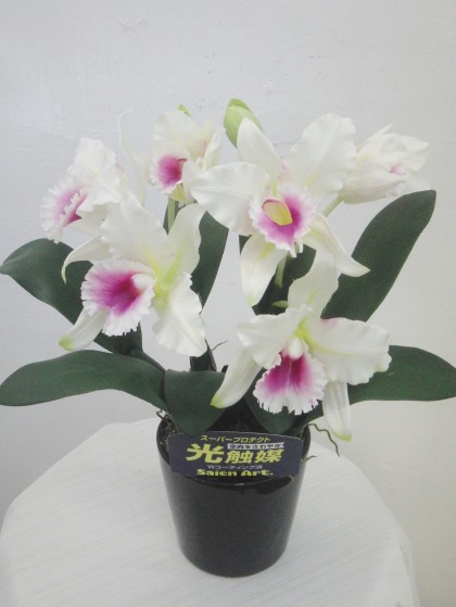 光触媒カトレア（白、ピンクリップ・Ｍサイズ） - 岡崎市の花屋【花