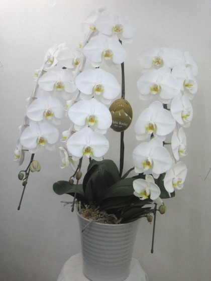 白胡蝶蘭（大輪系・Ｌサイズ）のイメージ