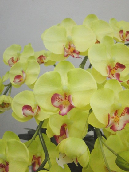 光触媒コチョウラン(うすい黄色・Mサイズ)AT-24のイメージ2