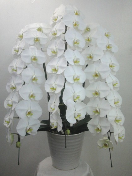 最高級の白３本立ち胡蝶蘭のイメージ