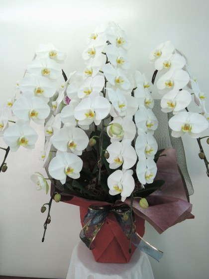 白5本立ち胡蝶蘭（特級品）のイメージ